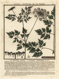 Narrepersille, Aethusa cynapium. af Unbekannter Künstler