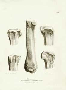 Fossile knogler (metatarse og metacarp) fra det forsvundne forhistoriske dyr Macrauchenia beskrevet af Charles Darwin under hans ekspedition ombord på Beagle. Planche fra "The Zoology of the voyage of H.M.S. Beagle under kommando af kaptajn Fitzroy during af Unbekannter Künstler