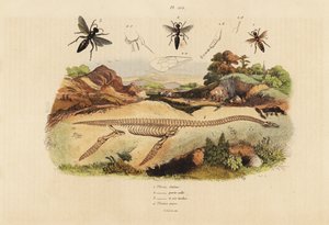 Fossilt skelet af en uddød plesiosaurus 4 og hvepse, Plesia art 1-3 af Unbekannt