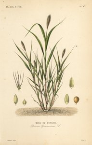 Rævehale hirse eller italiensk hirse, Setaria italica, Panicum germanicum, Moha de Hongrie af Unbekannt