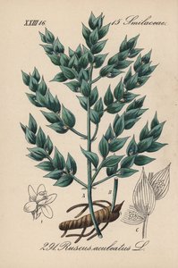 Fragon falsk kristtorn eller lille kristtorn - slagterkost, Ruscus aculeatus. Håndkoloreret litografi fra Diederich von Schlechtendals tyske flora (Flora von Deutschland), Jena af Unbekannter Künstler