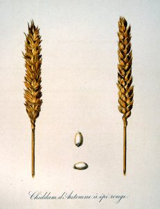 Fransk 1800-tals illustration af majskolber af Unbekannter Künstler
