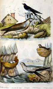 Fransk. Farvelagt illustration. dateret ca. 1884. forestiller flod- og kystfugle. af Unbekannter Künstler