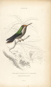 Frynset kokette, Lophornis magnificus, ung han (Magnificent hummingbird, Trochilus magnificus). Håndkoloreret stålstik af William Lizars fra Sir William Jardine