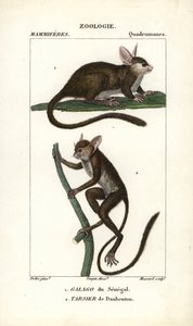 Galago du Senegal og tarsier de Daubenton - Eau forte af Jean Gabriel Pretre (1780-1845), graveret af Carnonkel, til naturvidenskabelig ordbog: pattedyr af Frederic Cuvier, redigeret af Pierre Jean Francois Turpin (1775-1840), udgivet af F.G.Levrau af Unbekannter Künstler