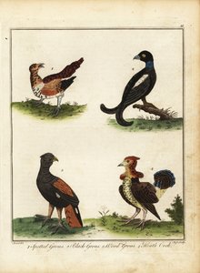 Fuglevildt: plettet rype, orrfugl, skovrype, hede coc 1792 (gravering) af Unbekannter Künstler