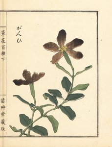 Ganpi eller vårflue, Lychnis-art (silene) Håndkoloreret træsnit af Kono Bairei fra Kusa Bana Hyakushu (Hundrede blomstervarianter). af Unbekannter Künstler
