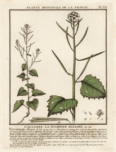 Hvidløgssennep, Alliaria petiolata. af Unbekannter Künstler