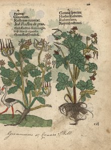 Geranium eller storkenæb, Geranium species, og Herb Robert, Geranium robertianum. Håndkoloreret træsnit af en botanisk illustration fra Adam Lonicers Krauterbuch, or Herbal, Frankfurt af Unbekannter Künstler