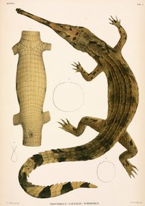 Gharial, Indonesien af Unbekannter Künstler