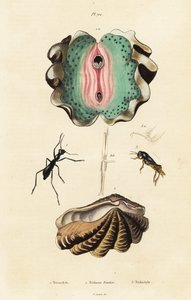 Kæmpemusling og biller. af Unbekannter Künstler