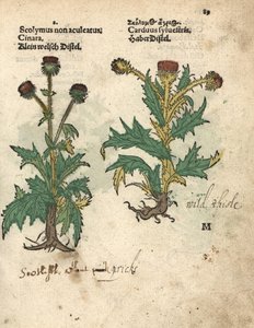 Artiskok, Cynara cardunculus var. scolymus, og vild tidsel, Carduus sylvestris. Håndkoloreret træsnit af en botanisk illustration fra Adam Lonicers Krauterbuch, or Herbal, Frankfurt af Unbekannter Künstler