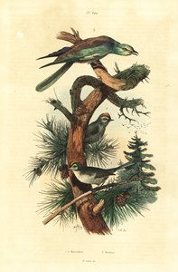 Guldkamme, Regulus regulus og europæisk rulle, Coracias garrulus af Unbekannt