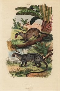 Guldpalmecivet, Paradoxurus zeylonensis 1 og asiatisk palmecivet, Paradoxurus hermaphroditus 2 af Unbekannt