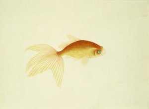 Guldfisk (akvarel på papir) af Unbekannt