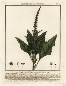 God-konge-Henry, Chenopodium bonus-henricus. af Unbekannter Künstler
