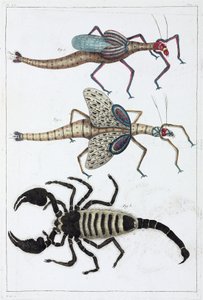 Græshopper og skorpion af Unbekannt