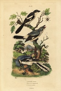Stor tobbe, Lanius excubitor, grårygget fiskal, Lanius excubitoroides og fiskal tobbe, Lanius collaris Pie Grieche almindelig, nordlig, fiskal af Unbekannt