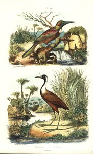 Stor jacamar, Jacamerops aureus og nordlig jacana, Jacana spinosa af Unbekannt