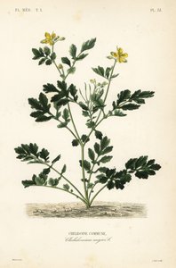 Småsvale, Chelidonium majus, Chelidoine af Unbekannt