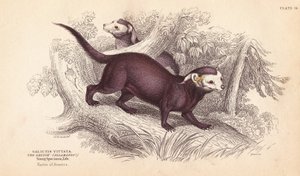 Stor grison, Gallictis vittata. Håndkoloreret stålstik af Lizars efter en illustration af Charles Hamilton Smith fra William Jardine