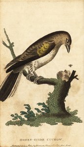 Større honningguide, indikatorindikator. ,1800 (gravering) af Unbekannter Künstler