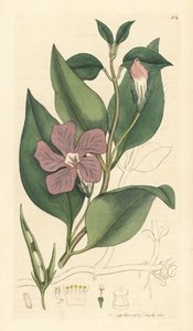 Stor perikon, Vinca major (grande periwinkle) Håndkoloreret kobberstik efter en tegning af James Sowerby til James Smith