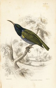 Grønhovedet solfugl (Nedre Guinea), Cyanomitra verticalis cyanocephala (olivenrygget solfugl, Cinnyris chloronotus). Håndkoloreret stålstik af William Lizars efter William Swainson fra Sir William Jardine