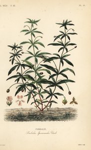 Grønviolet eller pukkelblomst, Hybanthus calceolaria, Pombalia ipecacuanha, Pombali af Unbekannt