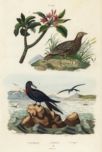 Gråvinget francolin, Scleroptila afra 2, stor fregatfugl, Fregata minor 3 og rød frangipani, Plumeria rubra 1 af Unbekannt