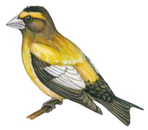 Gros bec errant - Aftengrosbeak (Coccothraustes vespertines) af Unbekannter Künstler