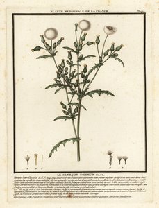 Groundsel, Senecio vulgaris. af Unbekannter Künstler