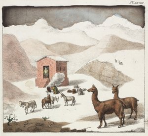 Guanacos, Hulernes Dal, Andesbjergene, Chile af Unbekannter Künstler