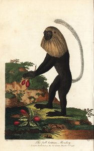 Guereza fra Angola eller angolansk sort og hvid colobe - Angola colobus, Colobus angolensis. Abe med fuld bund, opkaldt efter dens lighed med en paryk med fuld bund. Håndkoloreret kobberstik af J. Pass efter en illustration af Johann Jakob Ihle fra Eb af Unbekannter Künstler