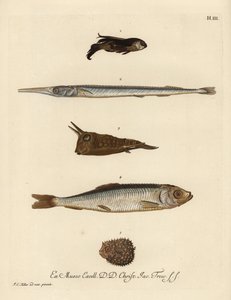 Knurhane, Chelidonichthys species 1, nålefisk, Belone belone 2, langhornet kofisk, Lactoria cornuta 3, sild, Clupea harengus 4, og fåpigget pindsvinefisk, Chilomycterus reticulatus 5. Håndkoloreret kobberstik efter en illustration af Johann af Unbekannter Künstler