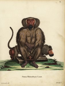 Hamadryas-bavian, Papio hamadryas. Simia hamadryas Linn. Håndkoloreret kobberstik af Tyroff efter en illustration af George Edwards fra Johann Christian Daniel Schreber