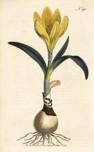 Høstmaskine - Efterårspåskelilje, Sternbergia lutea (Gul amaryllis, Amaryllis lutea) - Håndkoloreret kobberstik fra William Curtis