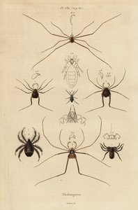 Høstmænd, mejetærskere eller daddy longlegs, Opiliones-arter af Unbekannt