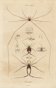Høstmænd, mejetærskere eller daddy longlegs, Opiliones-arter af Unbekannt
