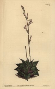 Haworthia mirabilis (rubladede pude aloe, Aloe mirabilis) af Unbekannt