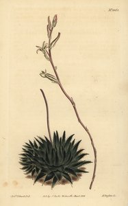 Haworthia pumila eller Tulista pumila (mørkbladet edderkoppealoe, Aloe arachnoides pumila) af Unbekannt