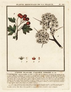 Tjørn, Crataegus rhipidophylla af Unbekannter Künstler