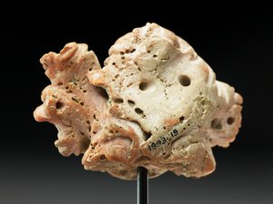 Hovedet af Medusa, fra Bactria eller Gandhara, 2.-1. århundrede f.Kr. (lyserød koral) af Unbekannt