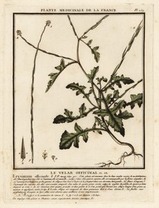 Hæksennep, Sisymbrium officinale. af Unbekannter Künstler