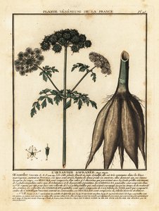 Hemlock vanddråbeurt, Oenanthe crocata. af Unbekannter Künstler