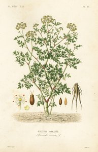 Hemlock vanddråbeurt, Oenanthe crocata, Oenanthe safranee af Unbekannt