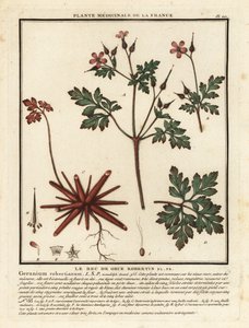 Herb-Robert, Geranium robertianum. af Unbekannter Künstler