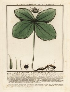 Herb-paris, Paris quadrifolia. af Unbekannter Künstler