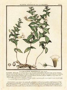 Nådens urt, Gratiola officinalis. af Unbekannter Künstler