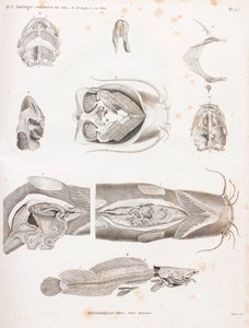 Heterobranches, anatomiske detaljer af Unbekannt
